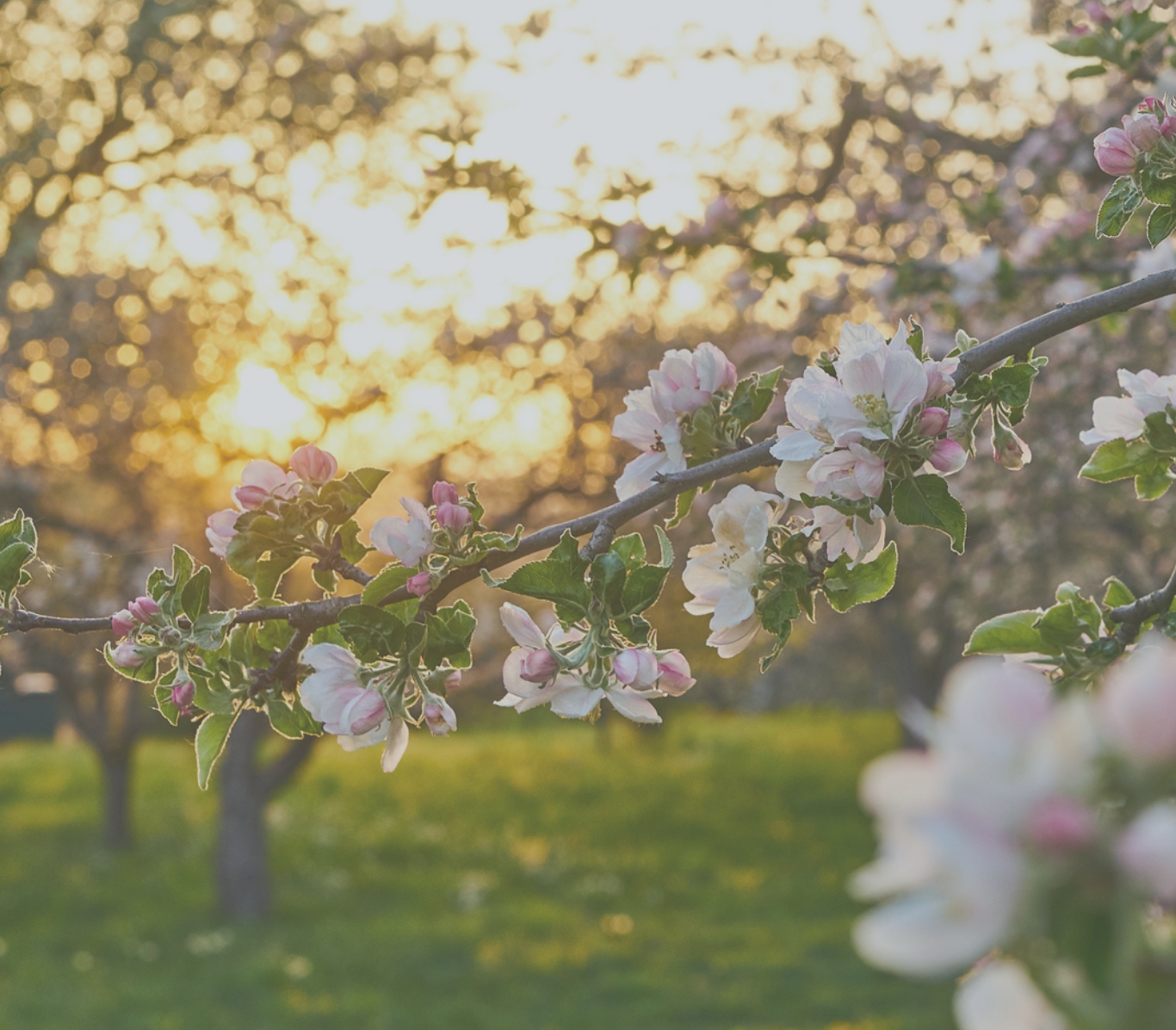 blossoming apple orchard at sunset